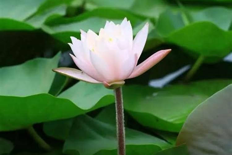 睡莲追肥用什么肥料好