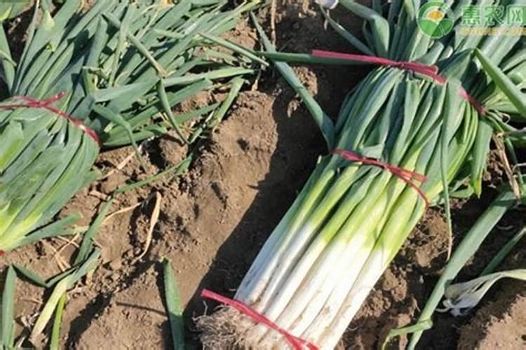 草木灰主要成分是什么作用及使用方法