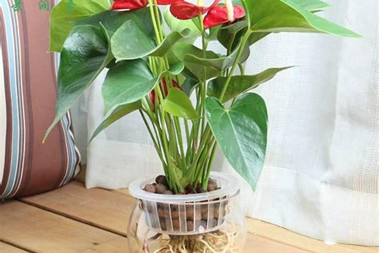 拿什么浇花叶子比较绿