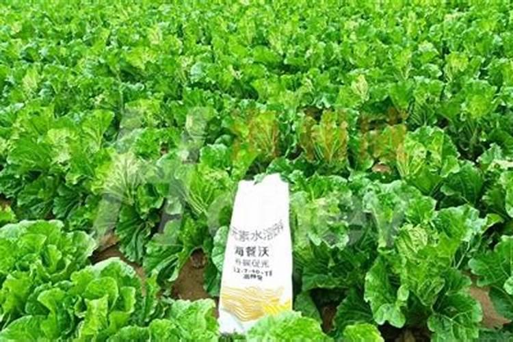 小白菜芥菜幼苗可以喷元素水溶肥吗？