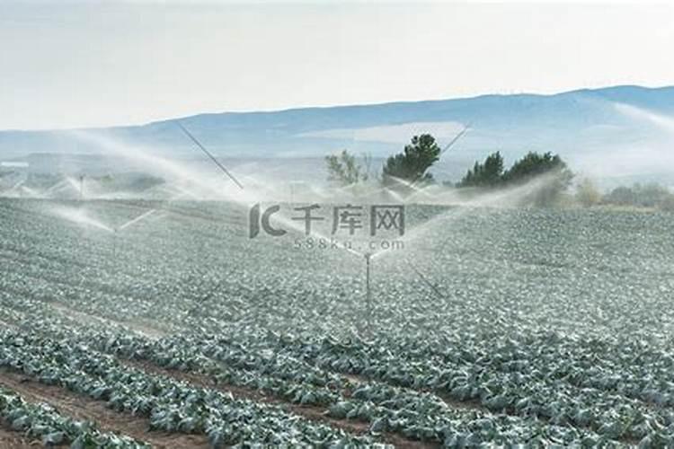 腐殖质是什么意思