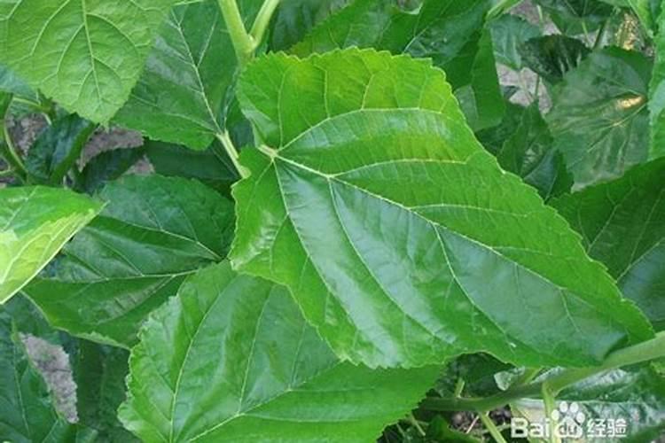 钙肥和大量元素混合冲施可以吗