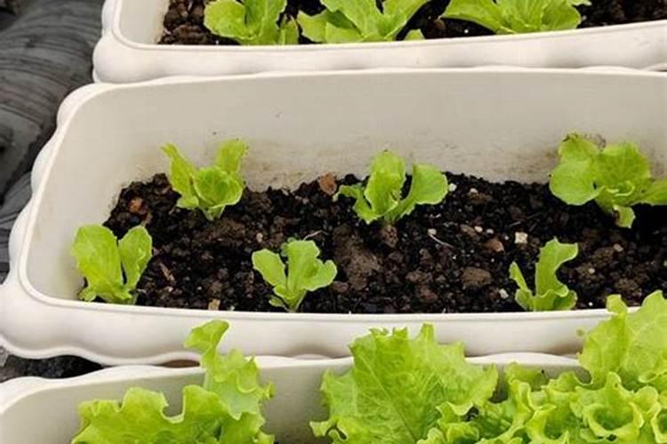 家庭养花用什么肥料好