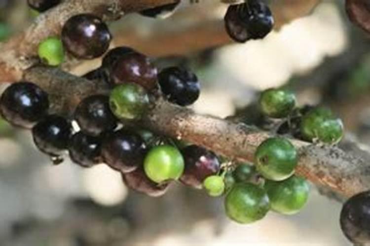 嘉宝果叶子逐渐干枯怎么解决