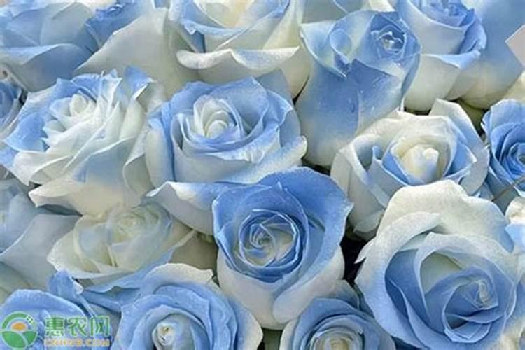 复合肥怎么放在花盆里