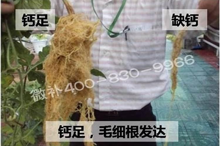 冲施的钙肥有哪些？