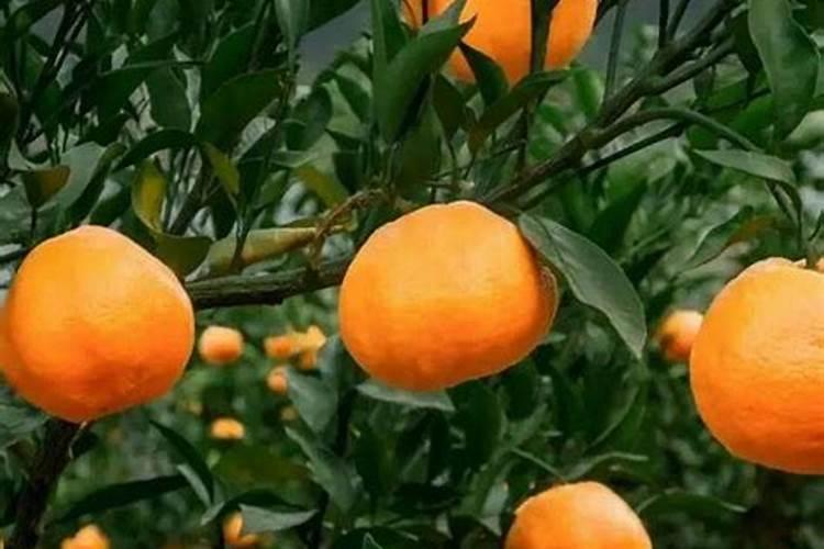 柑橘结果期专用增产叶面肥料？柑橘膨大期叶面喷什么好？