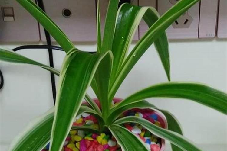 尿素喷黄瓜希释倍数是多少