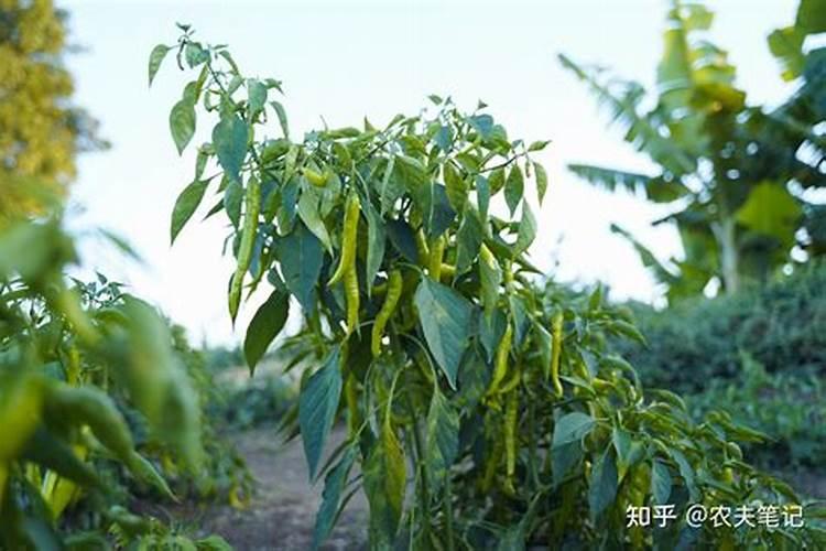 大豆初期叶面肥掺多少尿素合适