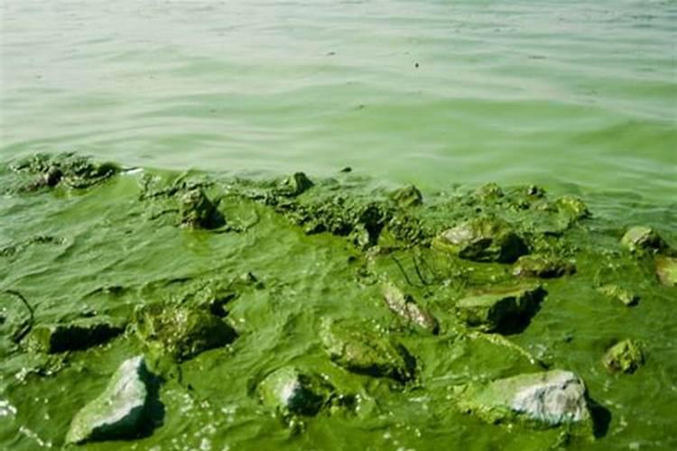 柿子树巧施肥水