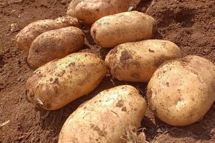 硫酸钾型复合肥适用于什么土地