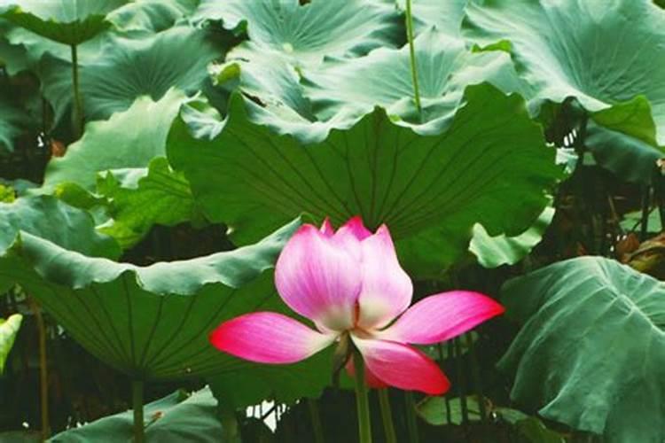 荷花怎么养 水养