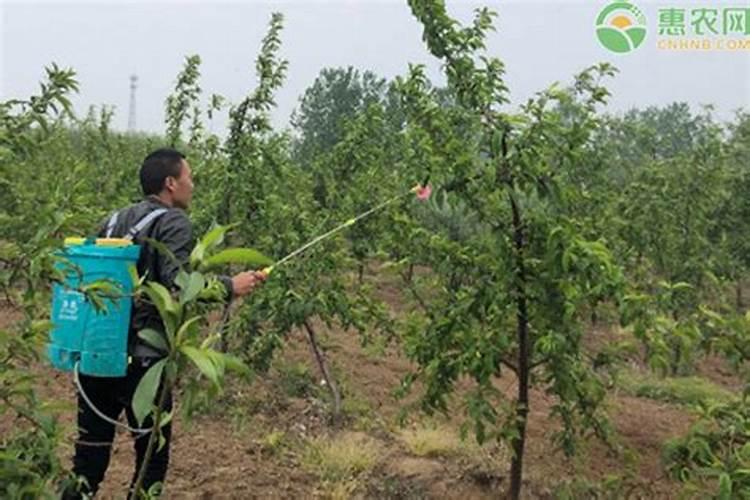 果树怎么施肥 刚种的果树可以施肥吗
