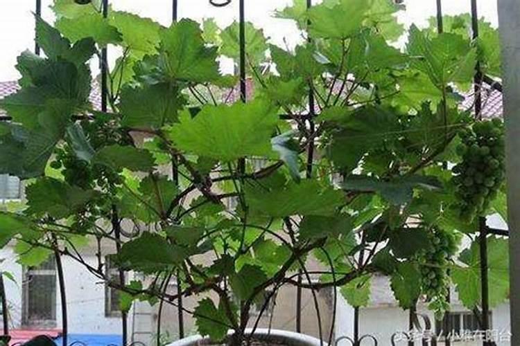 葡萄开花以后能不能打硼叶面肥