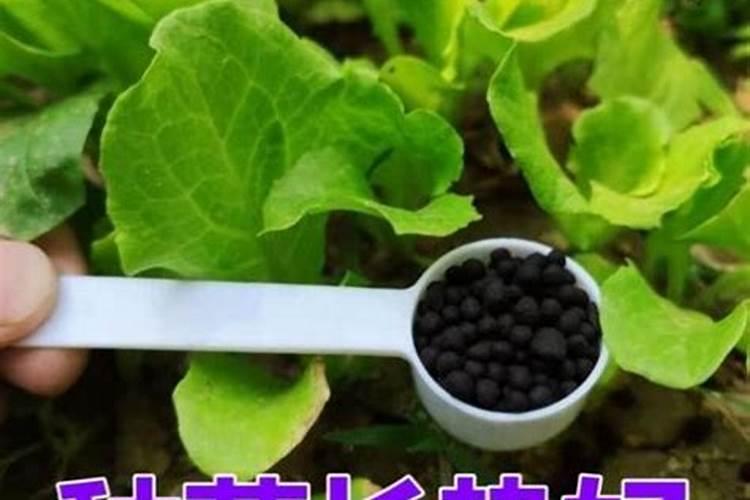 用什么肥种菜生长快