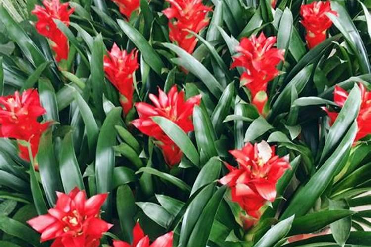 尿素是有机肥还是无机肥