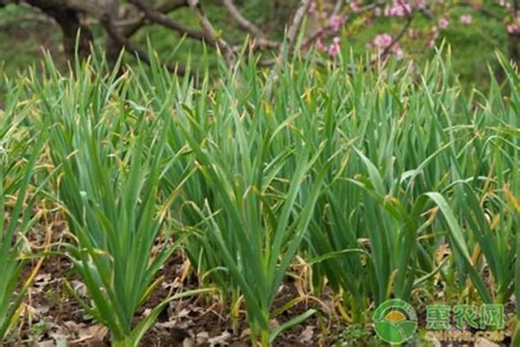 硝酸铁什么颜色