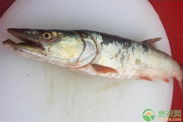 大蒜什么时候喷磷酸二氢钾