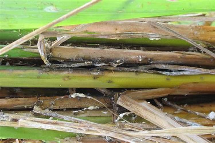 使用化肥种植的菜,吃了对身体有什么不好