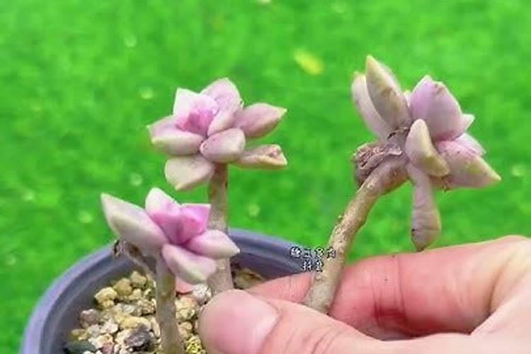 多肉植物用什么肥料比较好