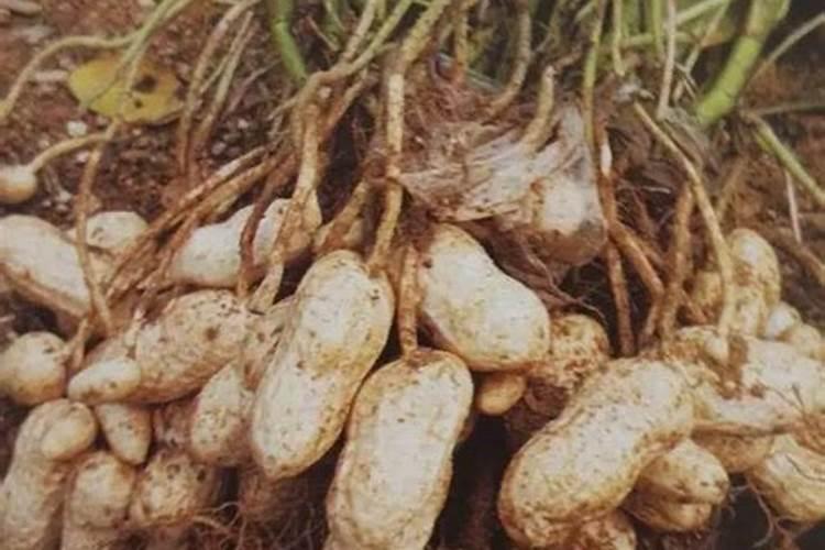 太阳花喜欢什么肥料,太阳花施肥的方法