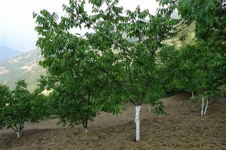 核桃树何时施肥好,施什么肥？