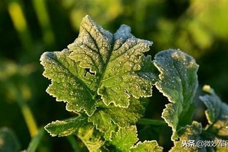 杨树需不需要打叶面肥呢？