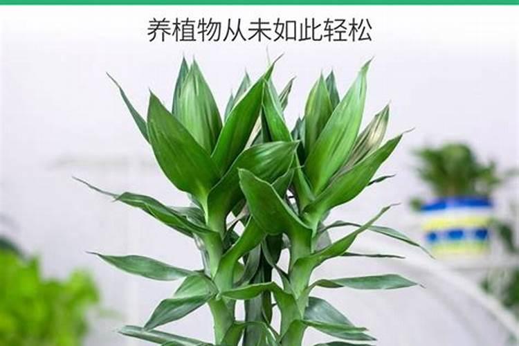 水培富贵竹怎么施肥