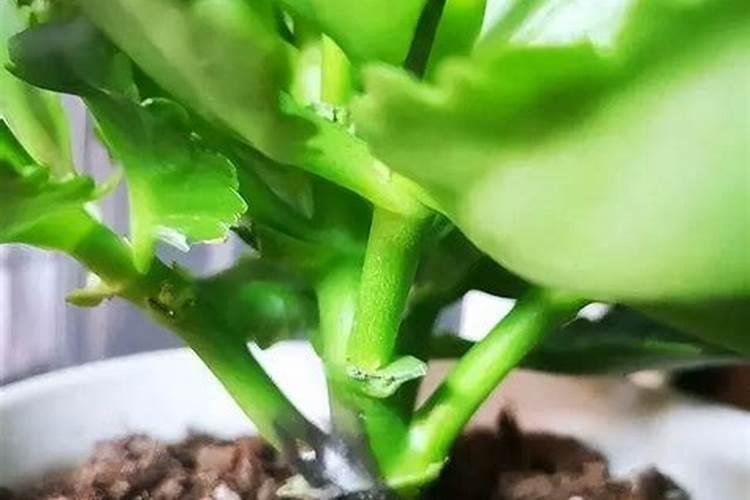 水培袖珍椰子能往水里加磷酸二氢钾吗？