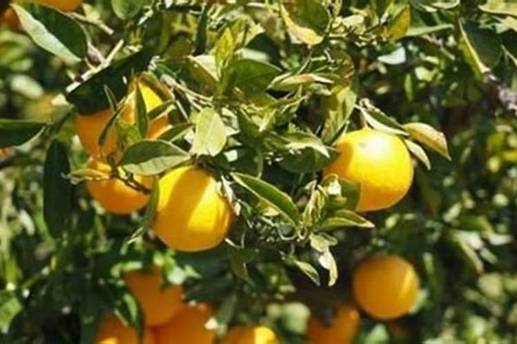 花生打叶面肥最佳时机