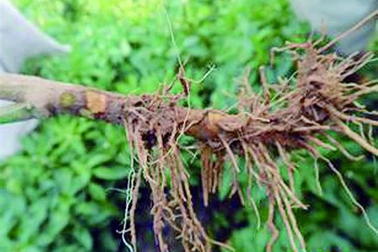 煮黄豆的水可以浇花吗  黄豆做肥料最快的方法