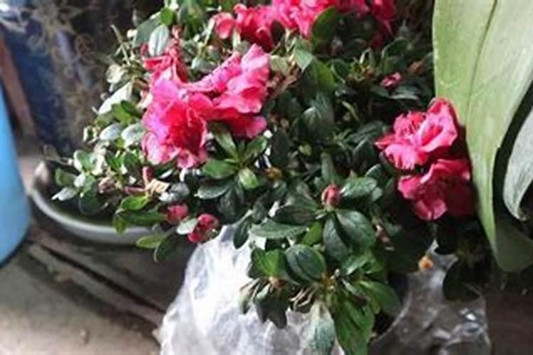 苹果树什么时候用水溶肥,怎么用最好