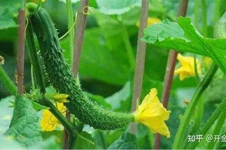 黄瓜秧不发粗,花打顶怎么回事？