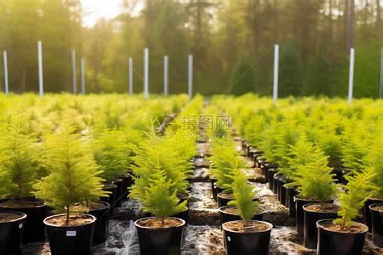 玉米用复合肥好还是掺混肥好