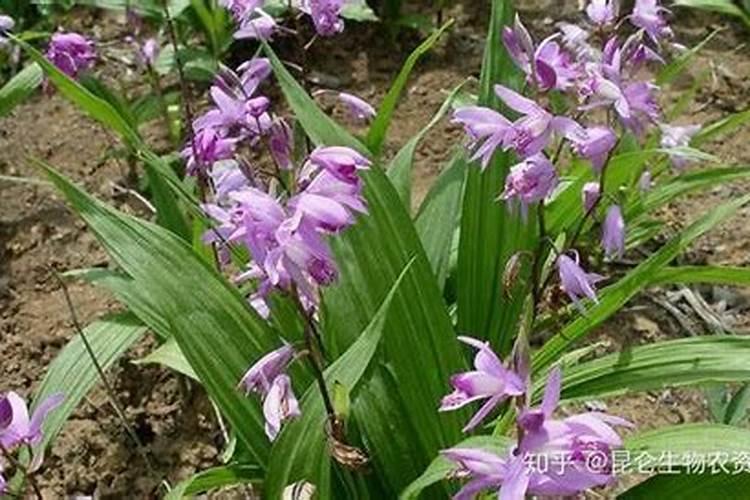 硫酸钾是否可用作白芨底肥