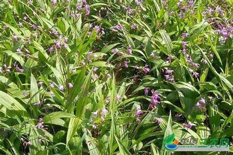 白芨施什么肥最好