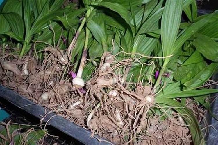 白芨用什么肥料长的快？