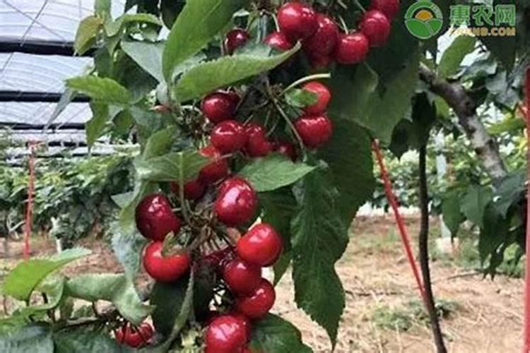 玉米吐穗期打啥叶面肥好