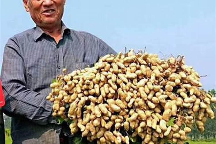 小米辣椒怎样种植才能多结果