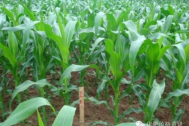 金正大控释玉米专用肥261212多少钱一吨