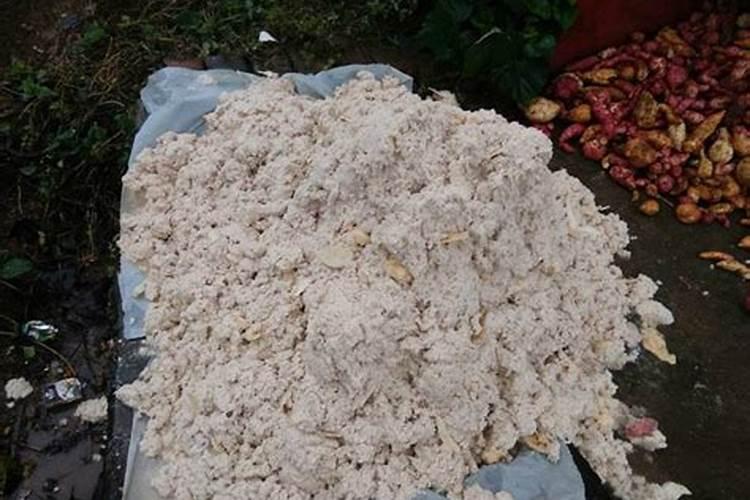 芸豆几天发芽出苗 苗期怎么管理