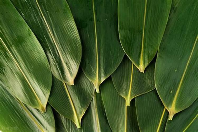 如何用白醋简单地去掉植物黄叶？