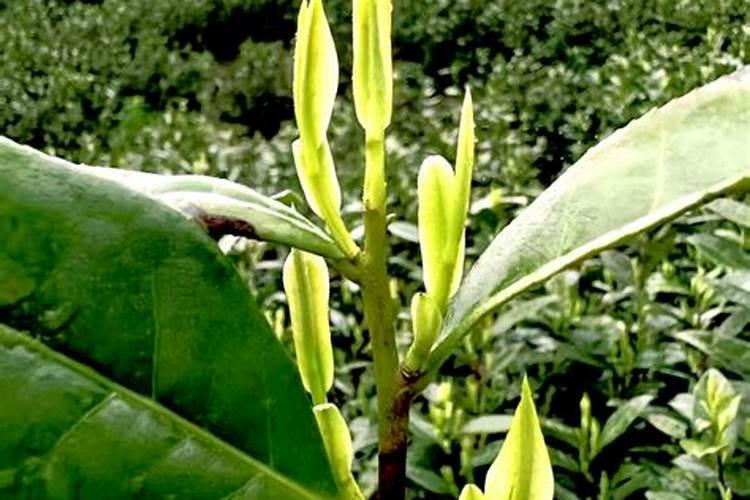 哪些食物经常含有食品添加剂？ 如何分别哪些食物有添加剂？