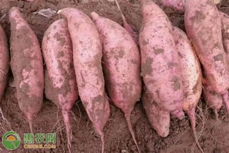 磷肥一亩地施多少