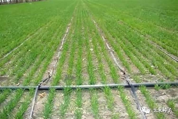 葡萄上使用芸苔素技术