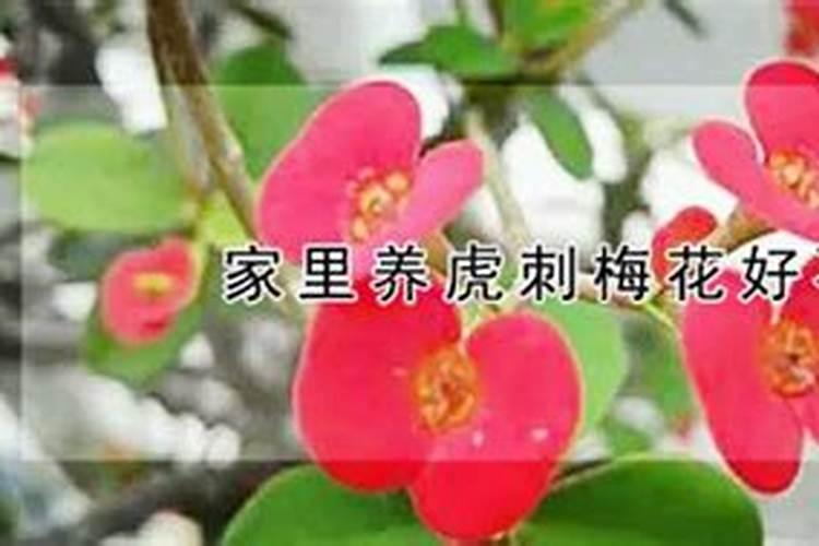 红糖叶面肥的绝密配方