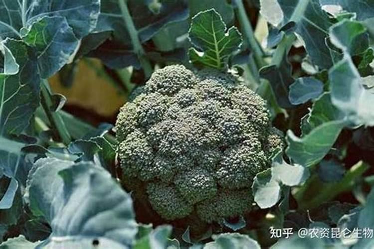 水稻稻苗黄尖子是怎么回事？