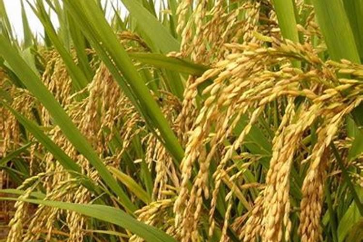 广东土瓜种植时间和方法 南方凉薯的种植方法分享