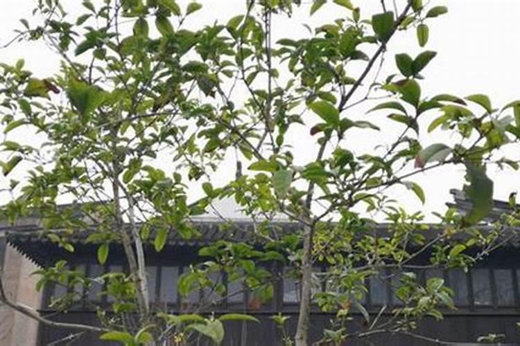 假冒伪劣化肥产品充斥市场,如何辨别真假肥料呢？