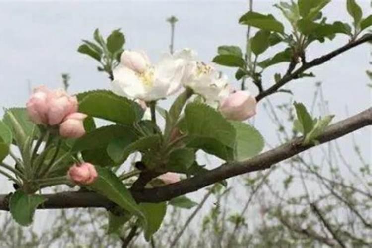 苹果树花蕾期可以喷氮肥吗？